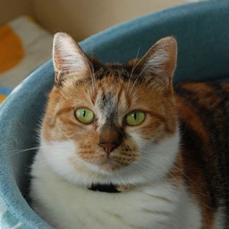 猫・ちびちょん