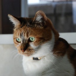 猫・ちびちょん