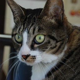 猫・みっちょん