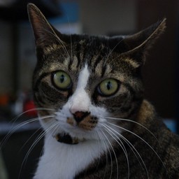 猫・みっちょん