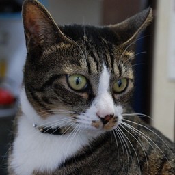 猫・みっちょん