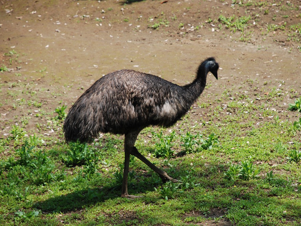 ttsEtE_`E -  - ʐ^f - ݃{