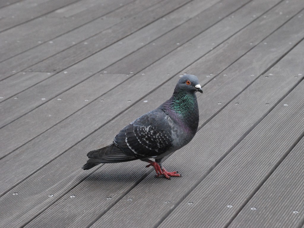s`E|ŎVE -  - ʐ^f - ݃{