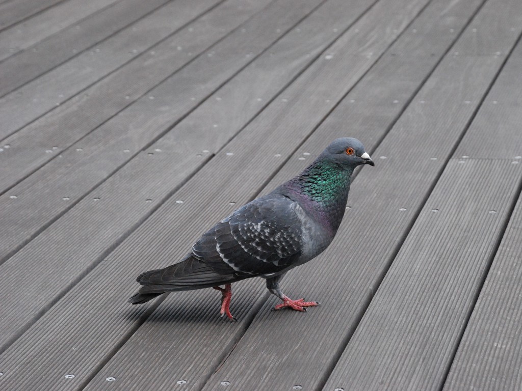 s`E|ŎVE -  - ʐ^f - ݃{