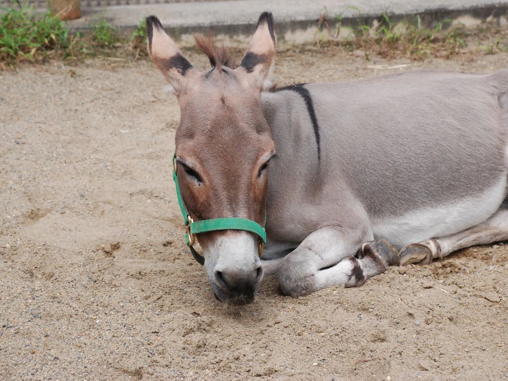 tssEs쓮AEo -  - ʐ^f - ݃{