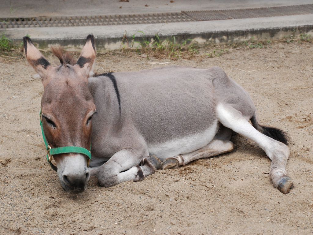 tssEs쓮AEo -  - ʐ^f - ݃{
