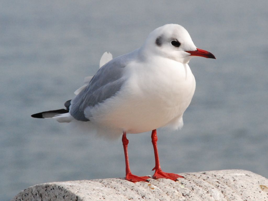 _ސ쌧lsEl`EJ -  - ʐ^f - ݃{
