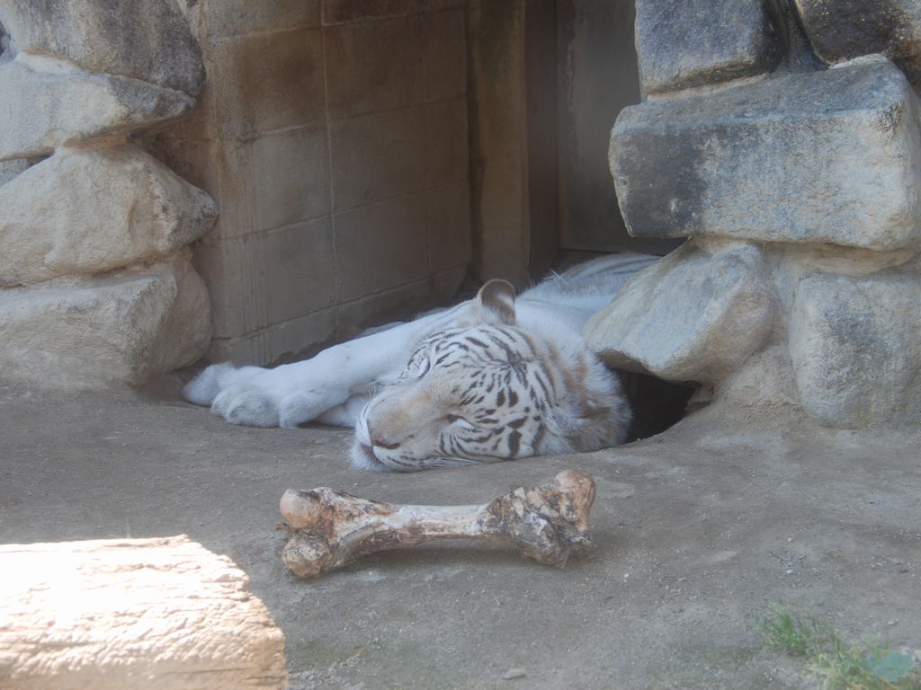 ʌ{㒬EEzCg^CK[ -  - ʐ^f - ݃{
