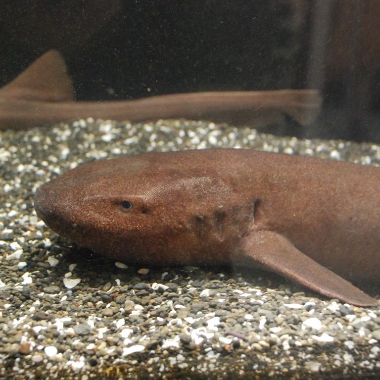 _ސ쌧OYsE}p[NERU -  - ʐ^f - ݃{