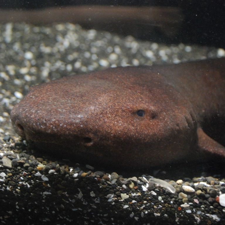_ސ쌧OYsE}p[NERU -  - ʐ^f - ݃{