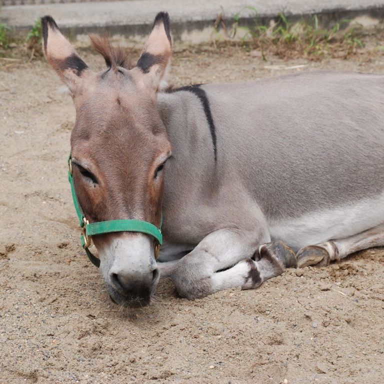 tssEs쓮AEo -  - ʐ^f - ݃{
