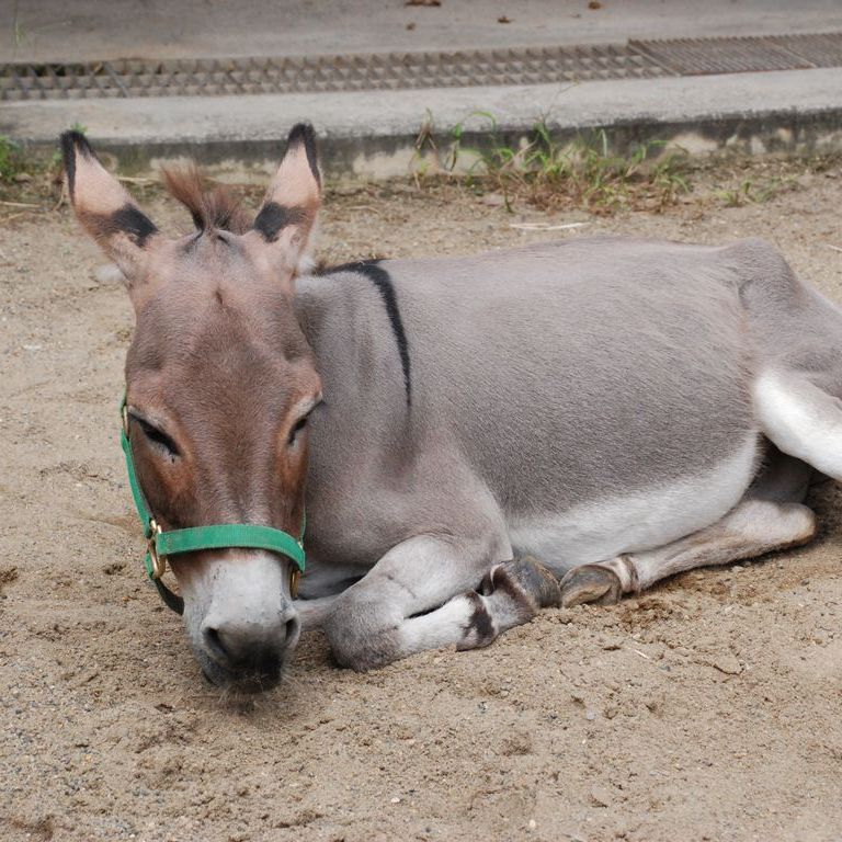 tssEs쓮AEo -  - ʐ^f - ݃{