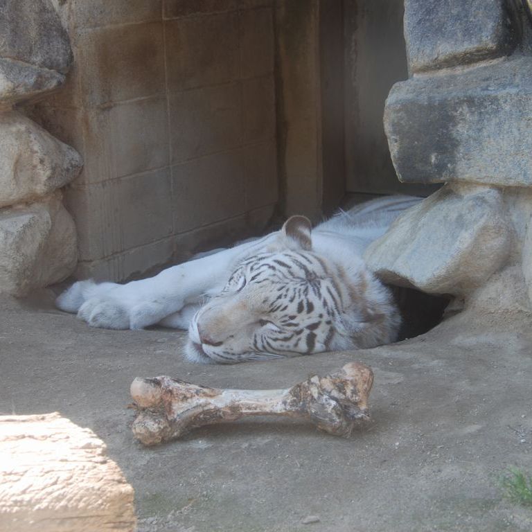 ʌ{㒬EEzCg^CK[ -  - ʐ^f - ݃{