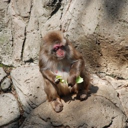 ニホンザル