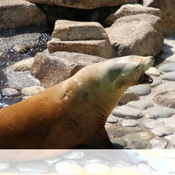 アシカ