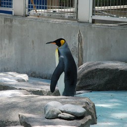 ペンギン