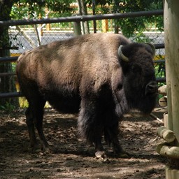 アメリカバイソン