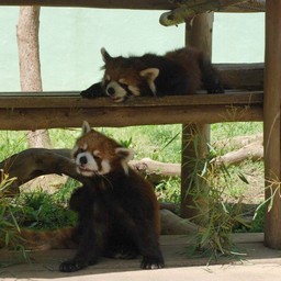 レッサーパンダ