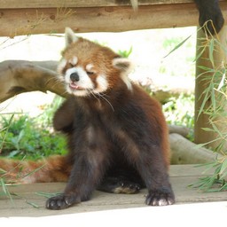 レッサーパンダ