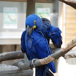 インコ