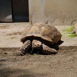 カメ
