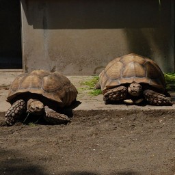 カメ