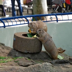 プレーリードック