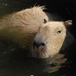 カピパラ