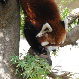 レッサーパンダ