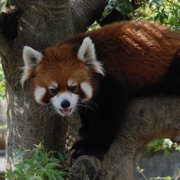 レッサーパンダ