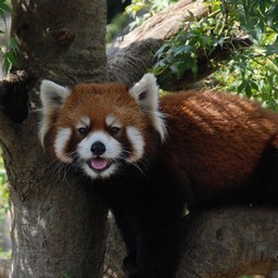 レッサーパンダ