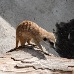 ミーアキャット