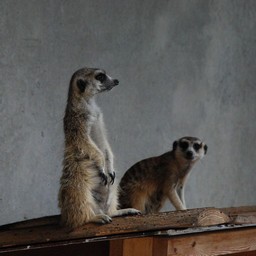 ミーアキャット