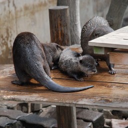 コツメカワウソ