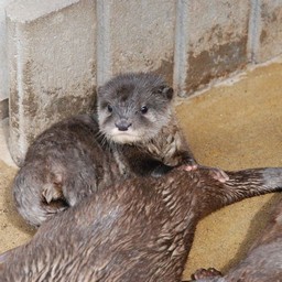 コツメカワウソ