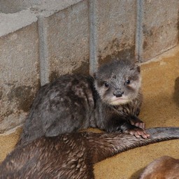 コツメカワウソ