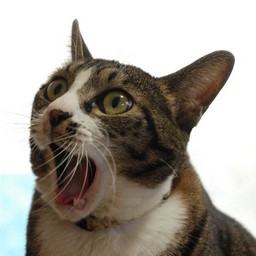 猫(みっちょん)