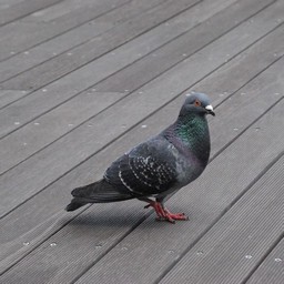 鳩