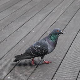鳩