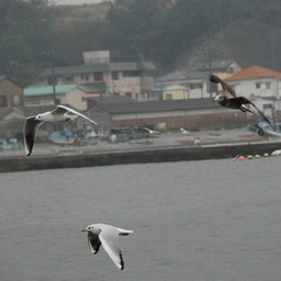 カモメ