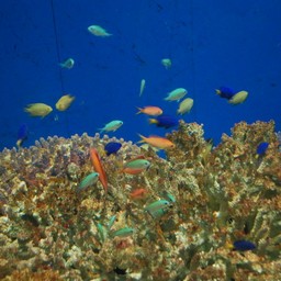 魚