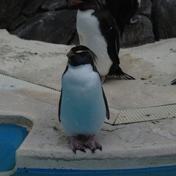 ペンギン