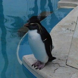 ペンギン