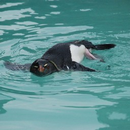 ペンギン