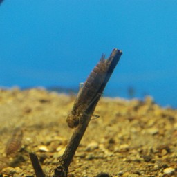 タガメ