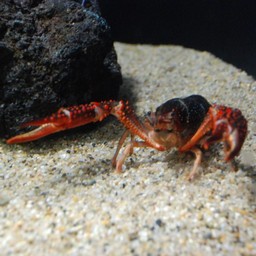 アマリカザリガニ
