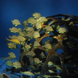 魚