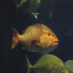 魚