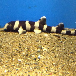 魚
