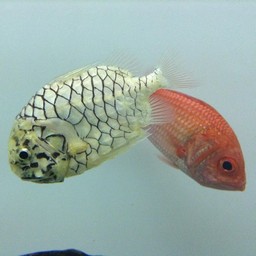 魚